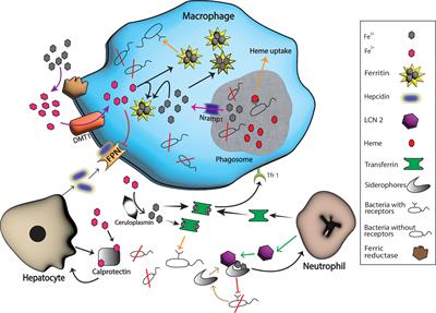 Key players in the regulation of iron homeostasis at the host-pathogen interface